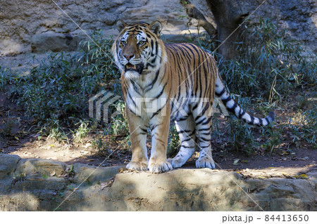 多摩動物公園 アムールトラ 84413650