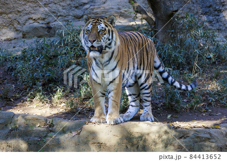 多摩動物公園 アムールトラ 84413652