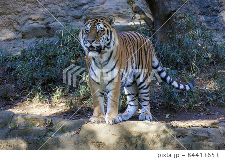 多摩動物公園 アムールトラ 多摩動物公園 アムールトラ 84413653