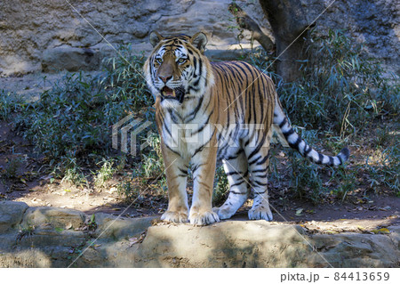 多摩動物公園 アムールトラ 多摩動物公園 アムールトラ 84413659