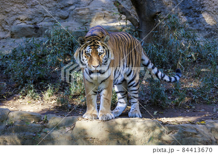 多摩動物公園 アムールトラ 多摩動物公園 アムールトラ 84413670