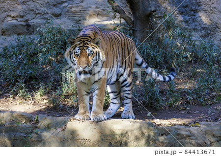 多摩動物公園 アムールトラ 84413671