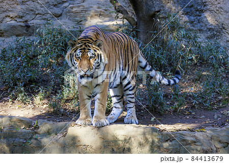 多摩動物公園 アムールトラ 84413679