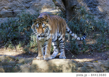 多摩動物公園 アムールトラ 多摩動物公園 アムールトラ 84413680