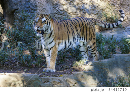 多摩動物公園 アムールトラ 84413719