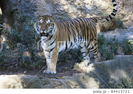 多摩動物公園 アムールトラ 多摩動物公園 アムールトラ 84413721