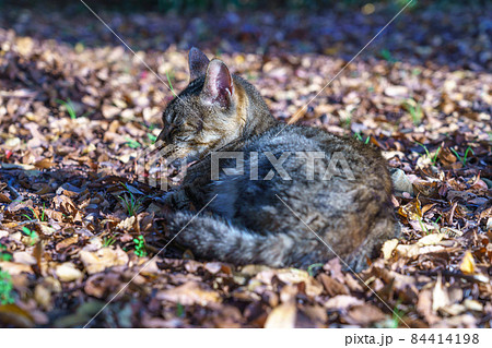 落ち葉ベッドで昼寝する野良猫　なついた野良猫 84414198