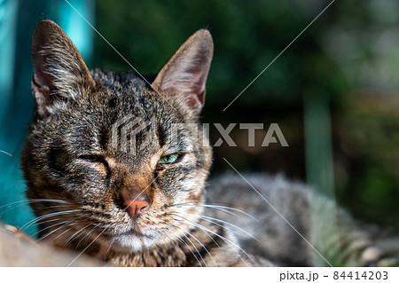 落ち葉ベッドで昼寝する野良猫 なついた野良猫 落ち葉ベッドで昼寝する野良猫 なついた野良猫 84414203