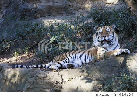 多摩動物公園 アムールトラ 多摩動物公園 アムールトラ 84414254