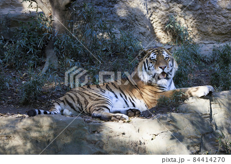 多摩動物公園 アムールトラ 多摩動物公園 アムールトラ 84414270