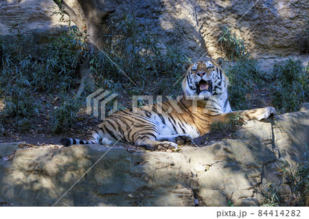 多摩動物公園 アムールトラ 多摩動物公園 アムールトラ 84414282