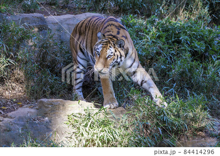 多摩動物公園 アムールトラ 多摩動物公園 アムールトラ 84414296