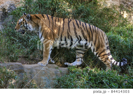 多摩動物公園 アムールトラ 84414303