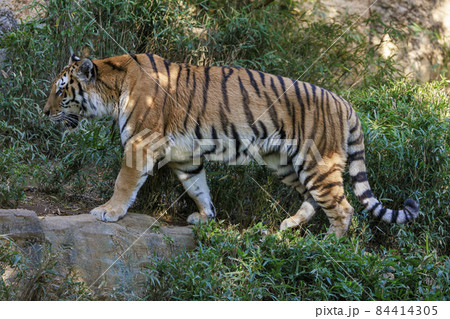 多摩動物公園 アムールトラ 多摩動物公園 アムールトラ 84414305