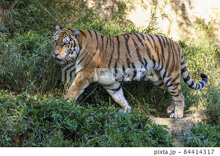多摩動物公園 アムールトラ 84414317