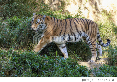 多摩動物公園 アムールトラ 多摩動物公園 アムールトラ 84414318