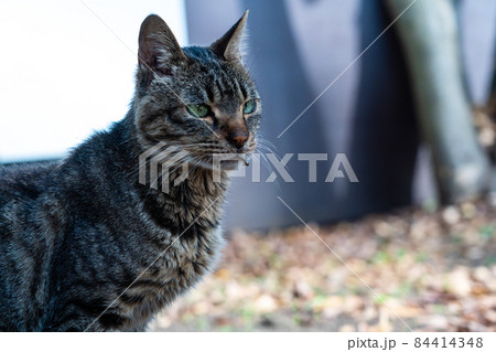 なついた野良猫 なついた野良猫 84414348