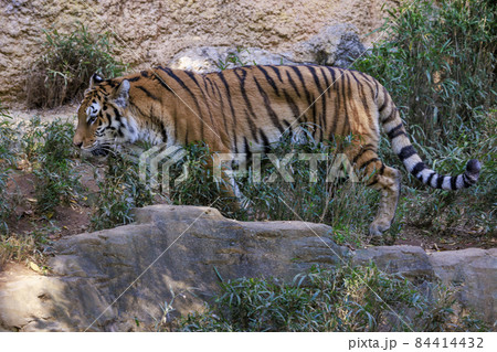 多摩動物公園 アムールトラ 84414432