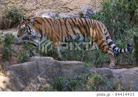 多摩動物公園 アムールトラ 84414433