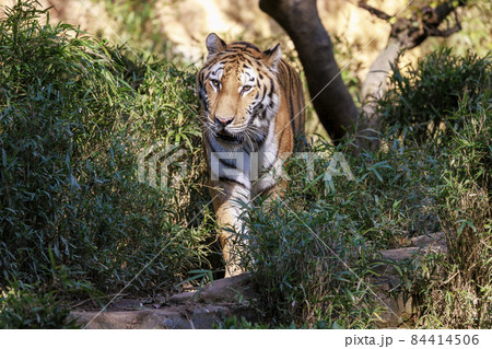 多摩動物公園 アムールトラ 84414506