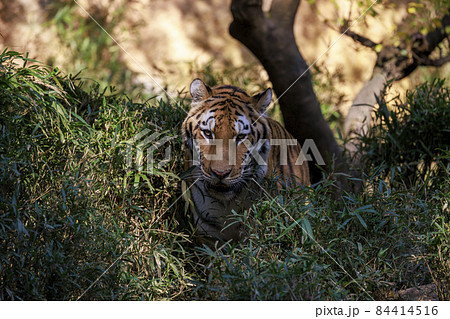 多摩動物公園 アムールトラ 84414516