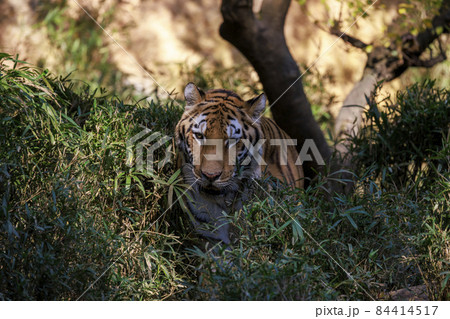 多摩動物公園 アムールトラ 多摩動物公園 アムールトラ 84414517