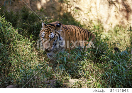 多摩動物公園 アムールトラ 84414648
