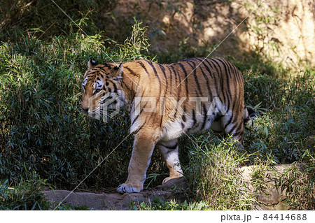 多摩動物公園 アムールトラ 84414688