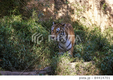 多摩動物公園 アムールトラ 84414701