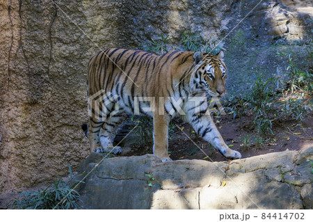 多摩動物公園 アムールトラ 84414702