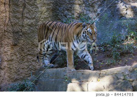 多摩動物公園 アムールトラ 84414703