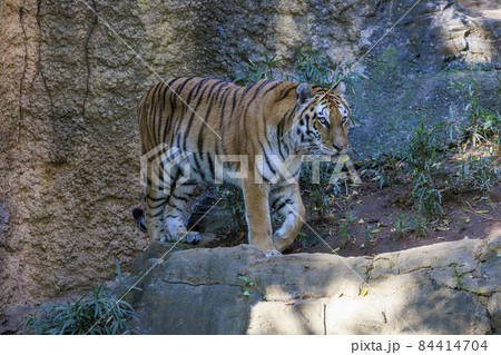 多摩動物公園 アムールトラ 84414704