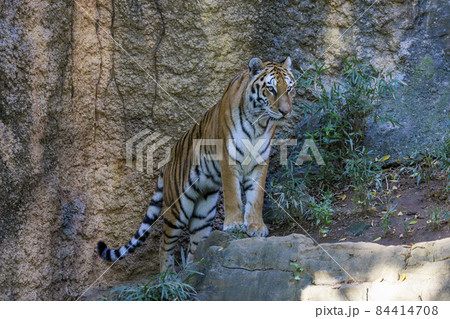 多摩動物公園 アムールトラ 84414708
