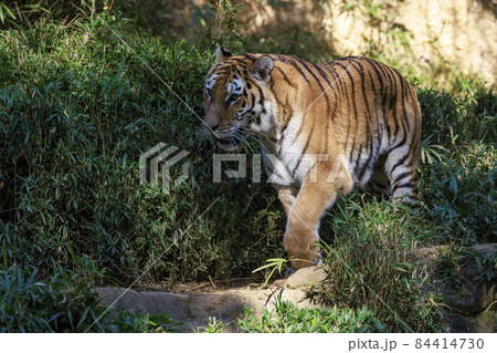 多摩動物公園 アムールトラ 多摩動物公園 アムールトラ 84414730