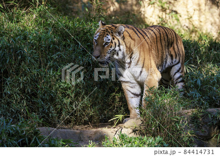 多摩動物公園 アムールトラ 84414731