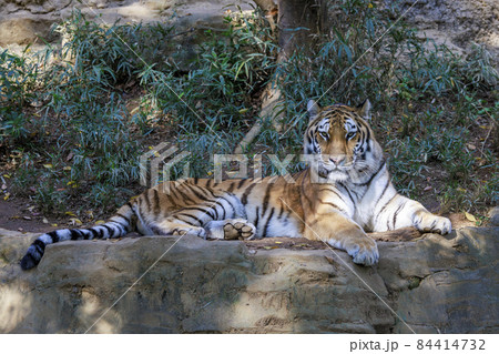 多摩動物公園 アムールトラ 多摩動物公園 アムールトラ 84414732