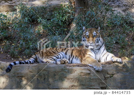 多摩動物公園 アムールトラ 84414735