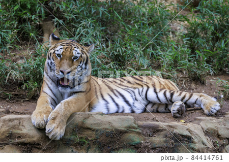 多摩動物公園 アムールトラ 多摩動物公園 アムールトラ 84414761