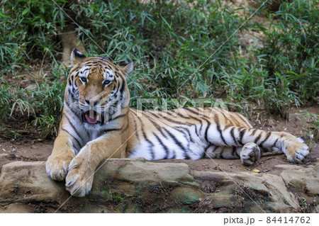 多摩動物公園 アムールトラ 多摩動物公園 アムールトラ 84414762