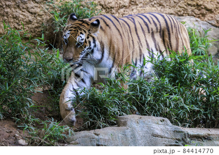 多摩動物公園 アムールトラ 84414770