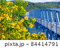 鹿児島県長島町　黒之瀬戸大橋と菜の花 84414791