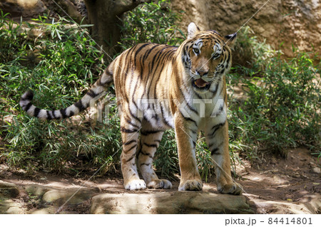 多摩動物公園 アムールトラ 多摩動物公園 アムールトラ 84414801