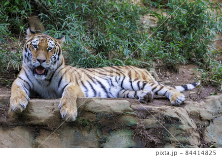 多摩動物公園 アムールトラ 84414825