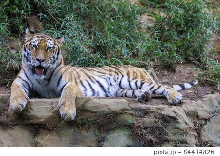 多摩動物公園 アムールトラ 多摩動物公園 アムールトラ 84414826