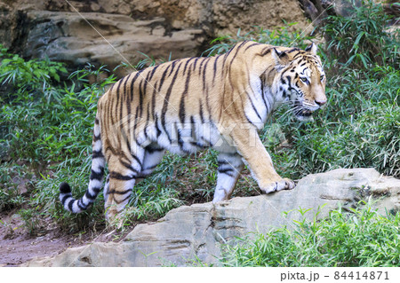 多摩動物公園 アムールトラ 84414871
