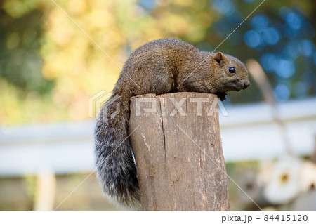 木の上のタイワンリス 84415120