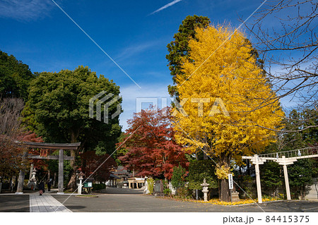 秋の色づく高麗神社 参道と二ノ鳥居 秋の色づく高麗神社 参道と二ノ鳥居 84415375