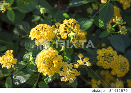 ランタナ 84415676