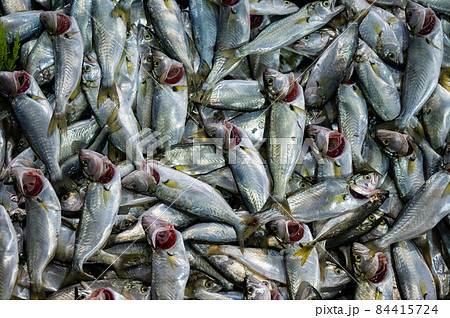 Top view of raw fish shelf in bazaar. 84415724