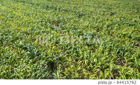 Aerial view of Great Millet field on summer in Lop Buri, 84415762